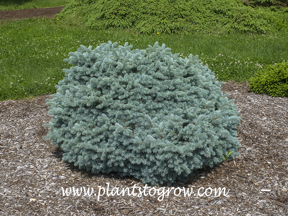 'Thume' Blue Spruce (Picea pungens) 
(mid June)